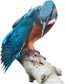 kolibri_94