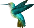 koribli_11