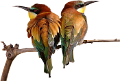 koribli_15