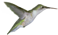 koribli_16