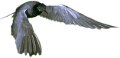 koribli_17