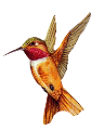 koribli_19