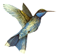 koribli_20