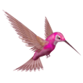 koribli_22