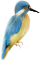 koribli_27