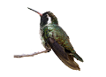 koribli_3
