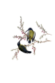 koribli_31