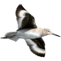 koribli_36