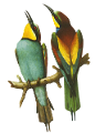 koribli_39