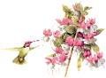 koribli_4