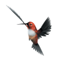 koribli_40