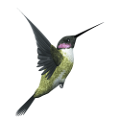 koribli_41