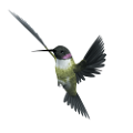 koribli_43