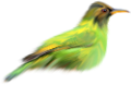 koribli_44