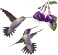koribli_52