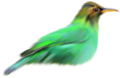 koribli_54