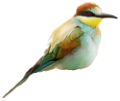 koribli_55