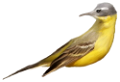 koribli_56