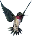 koribli_58