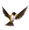 koribli_59
