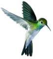 koribli_6