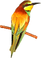 koribli_63