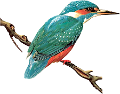 koribli_64