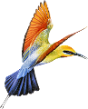 koribli_65