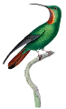koribli_67