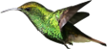 koribli_68