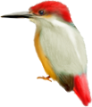 koribli_69