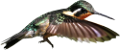 koribli_70