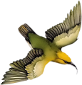 koribli_72
