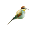 koribli_73