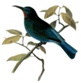 koribli_75