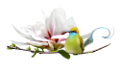 koribli_77