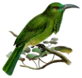 koribli_78