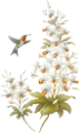 koribli_82