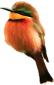koribli_88