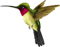koribli_9