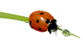 katica_1