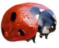 katica_102