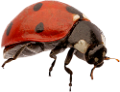 katica_108