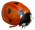 katica_109