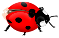 katica_112