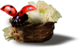 katica_113