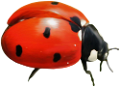 katica_114