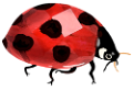 katica_115