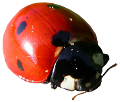 katica_116