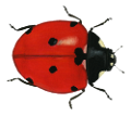 katica_118